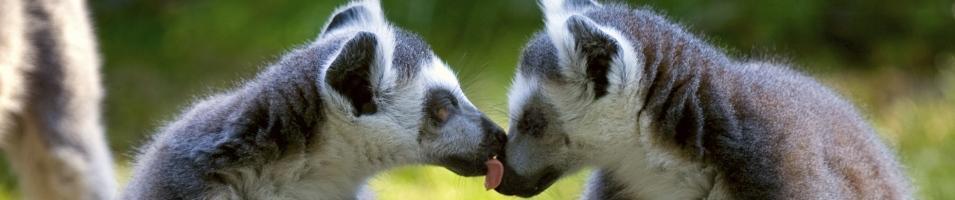 Lemur Kiss